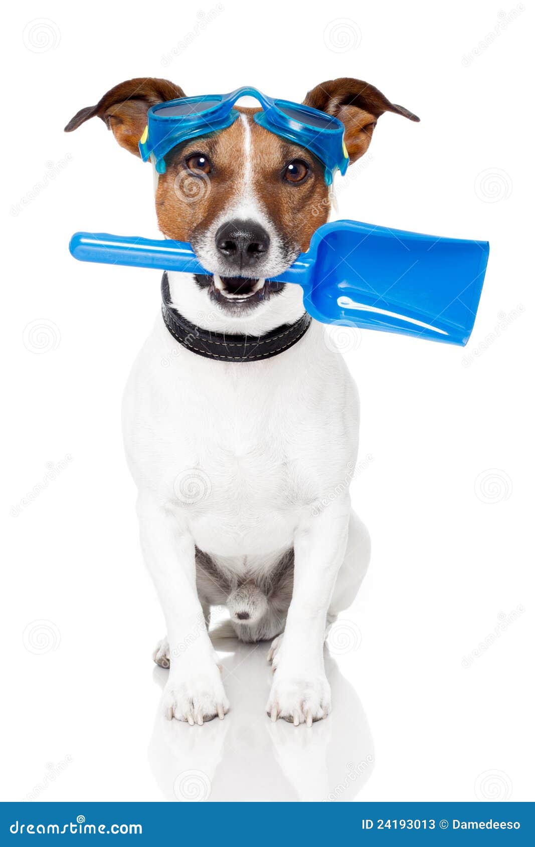 Dog with Goggles and a Shovel Stock Image Image of glasses
