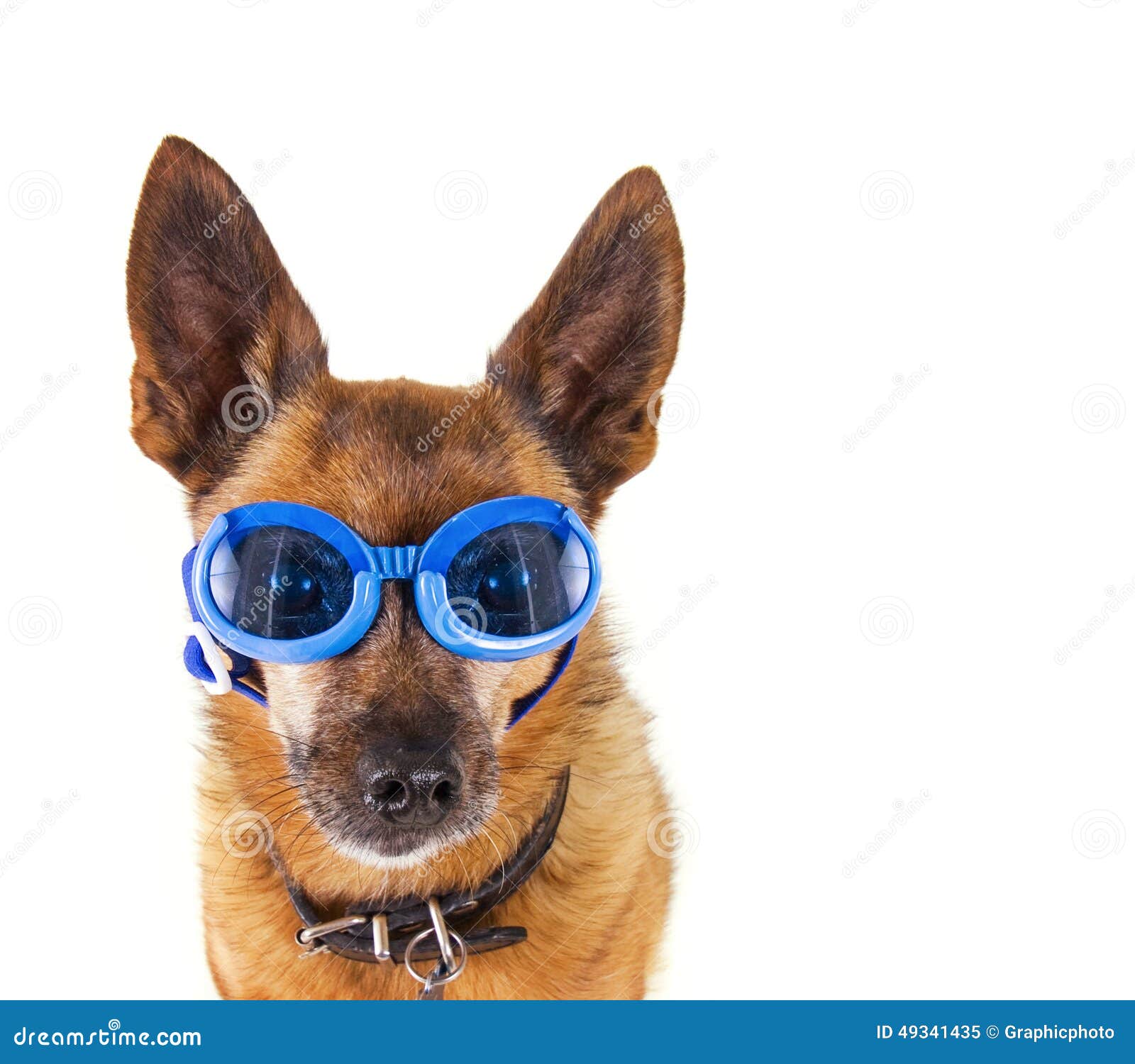 Dog goggles stock image. Image of male, isolated, background 49341435