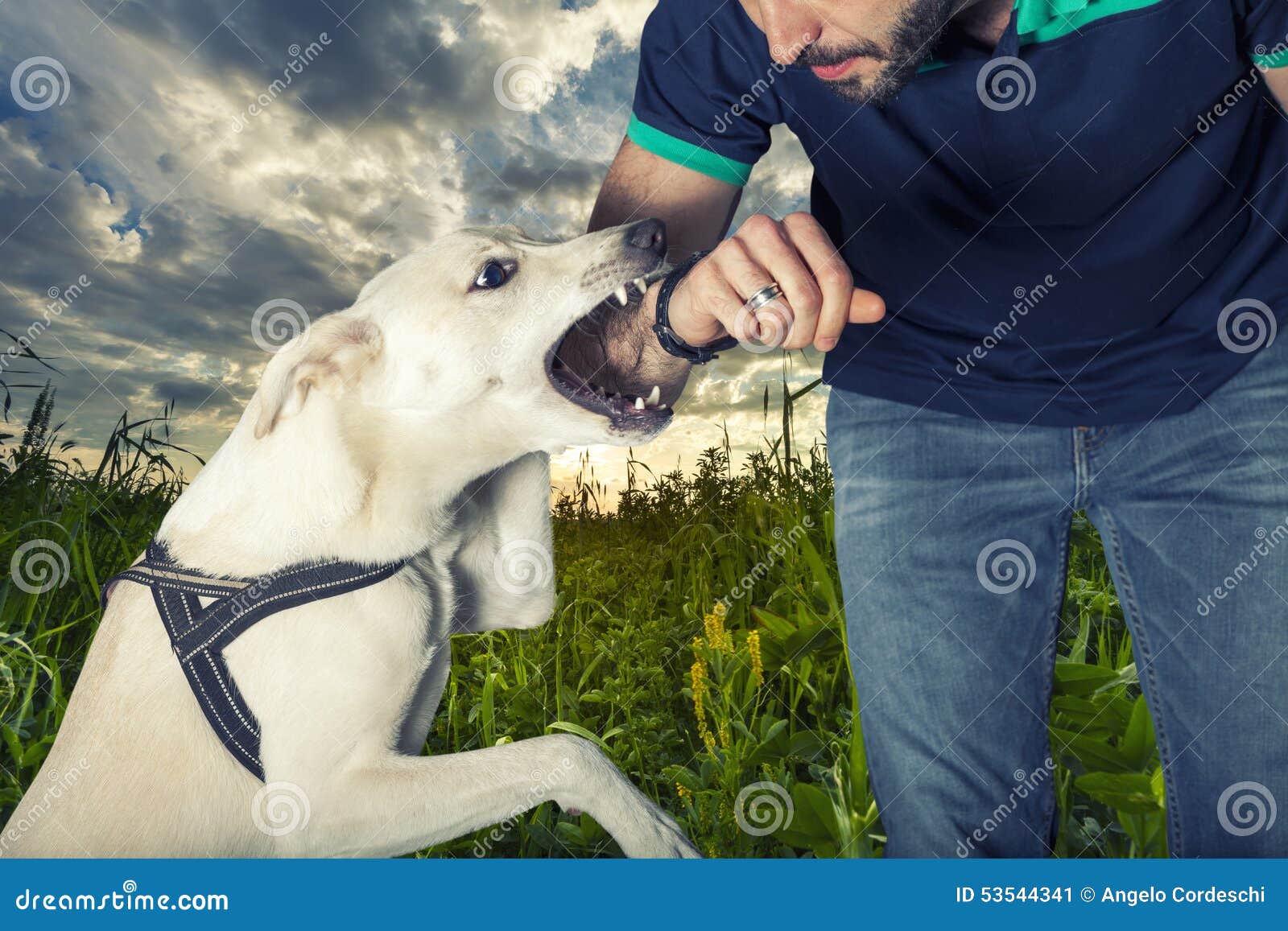 a dog is going to bite a man