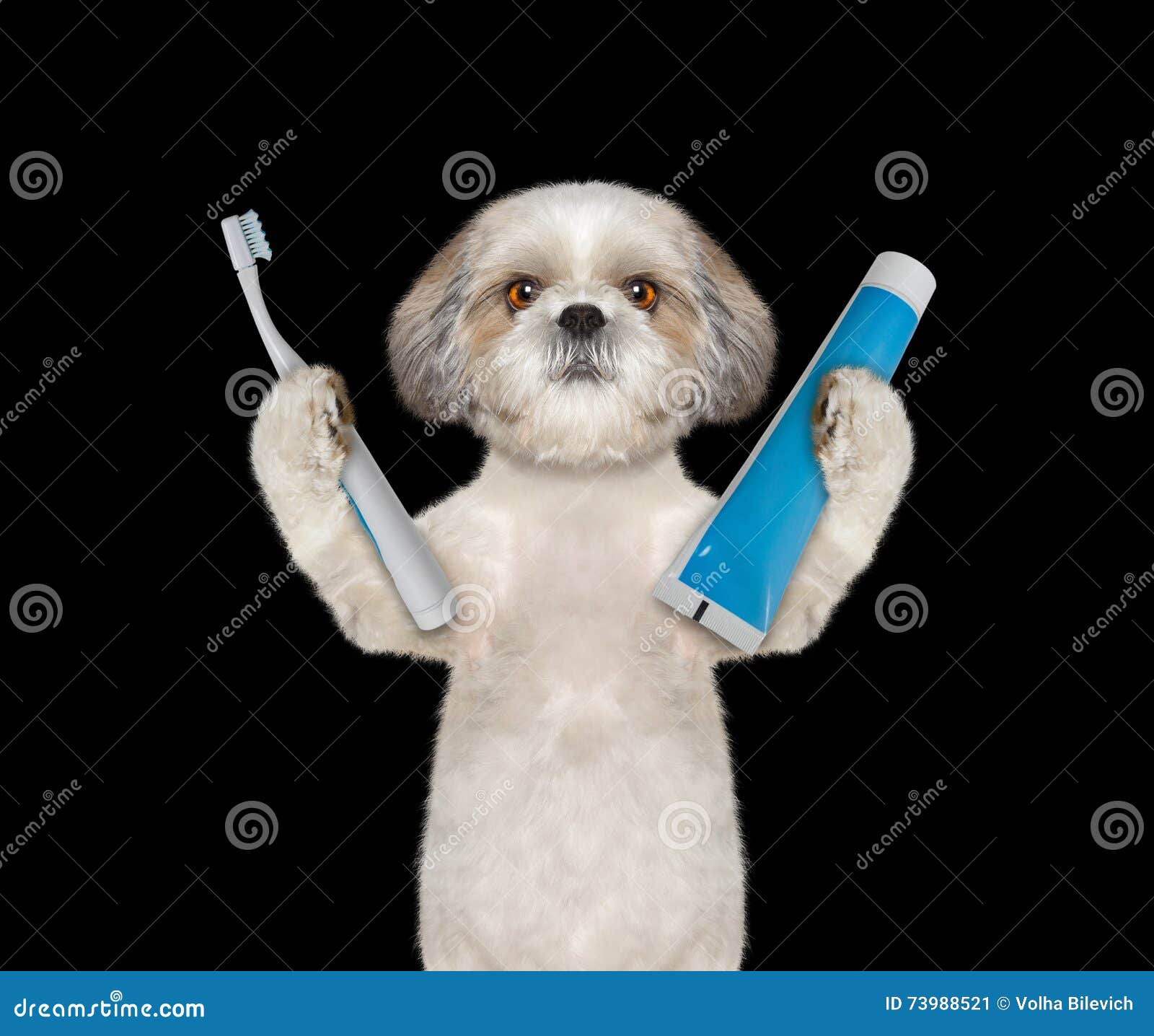 Dog is Going To Clean the Teeth Stock Image Image of canine, hygiene