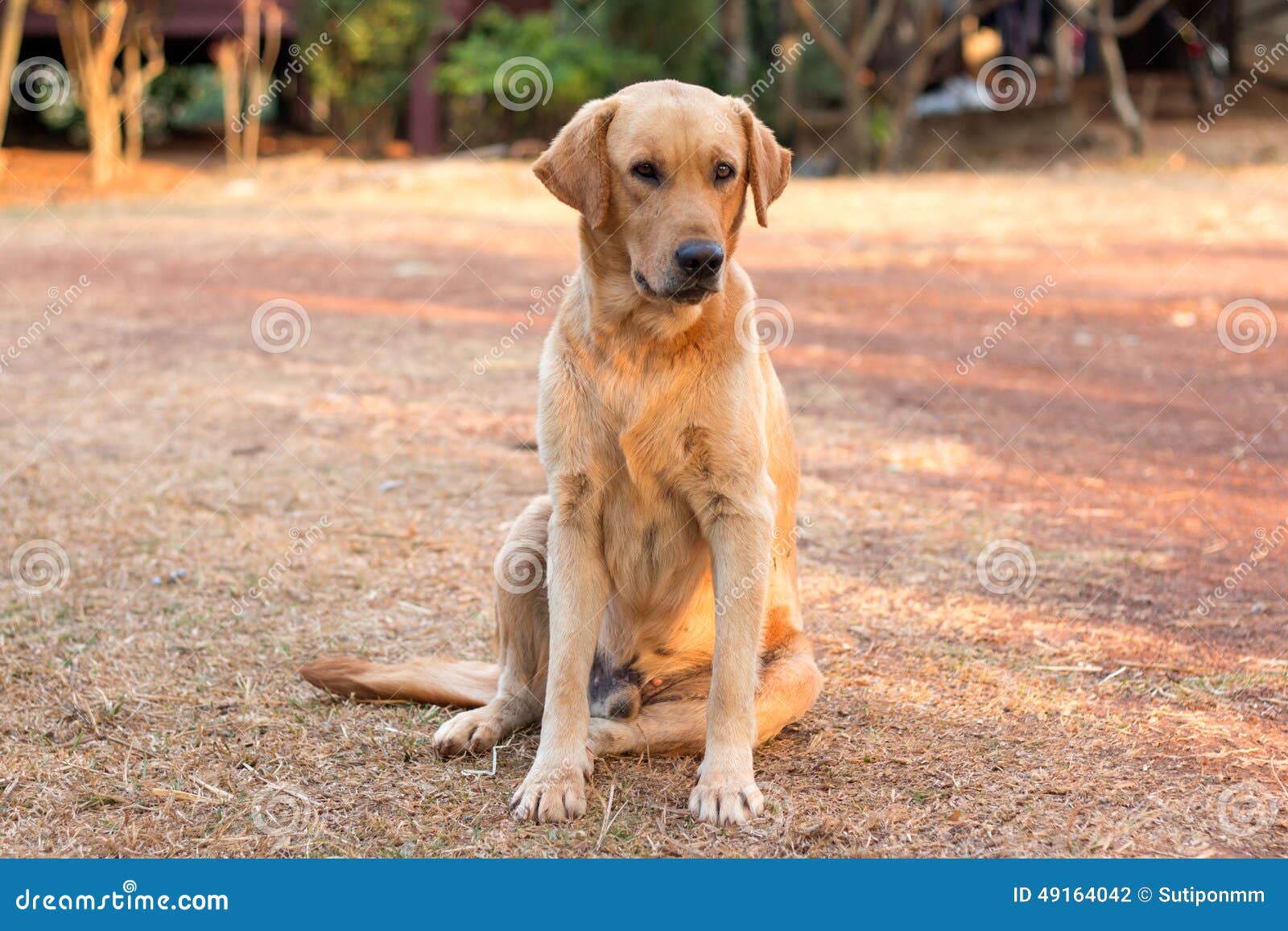 930 Dogs Relaxing Funny Stock Photos - Free \u0026 Royalty-Free Stock Photos  from Dreamstime, image size:1600x1157