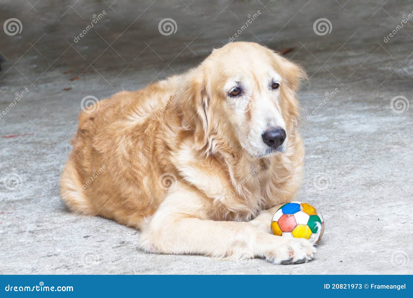 Dog, Golden Retriever and Ball Stock Image Image of foreground, head 20821973