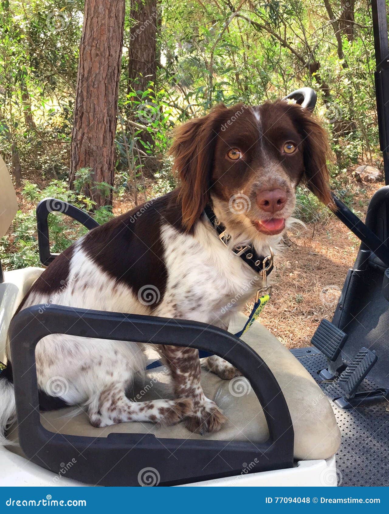 Dog in Golf cart stock photo. Image of green, driver 77094048