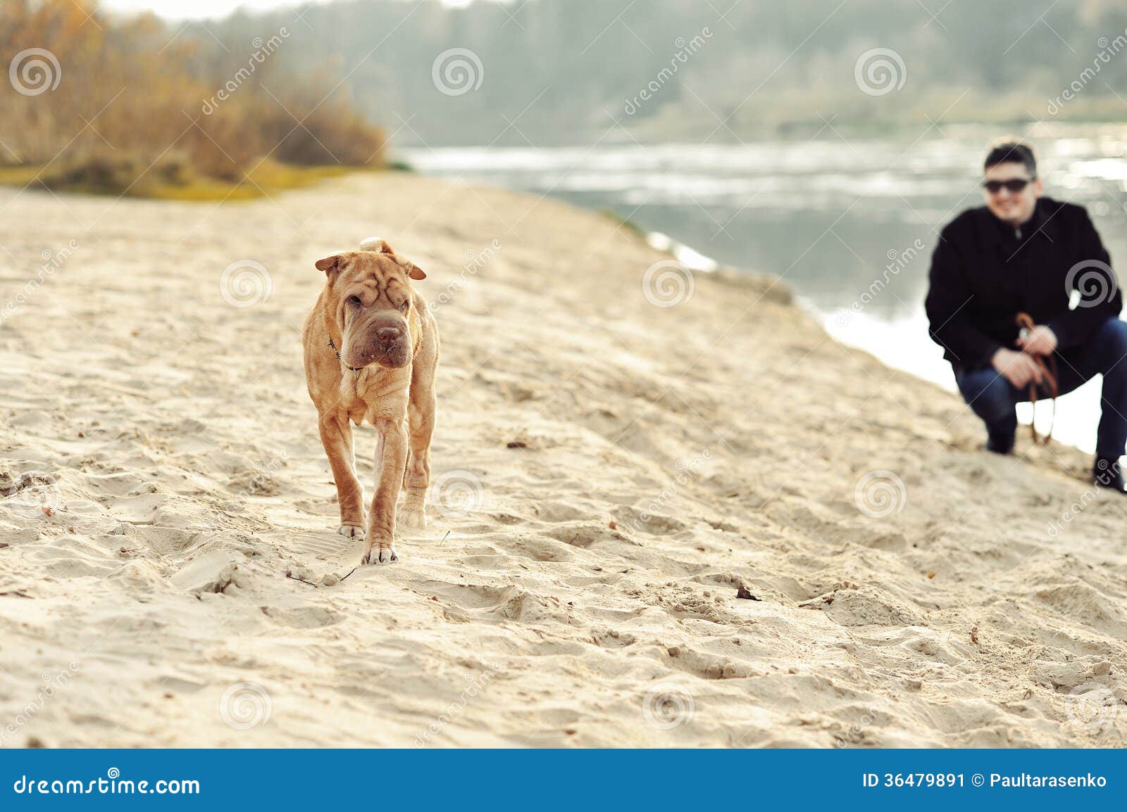 The dog gone from owner stock image. Image of face, healthy 36479891