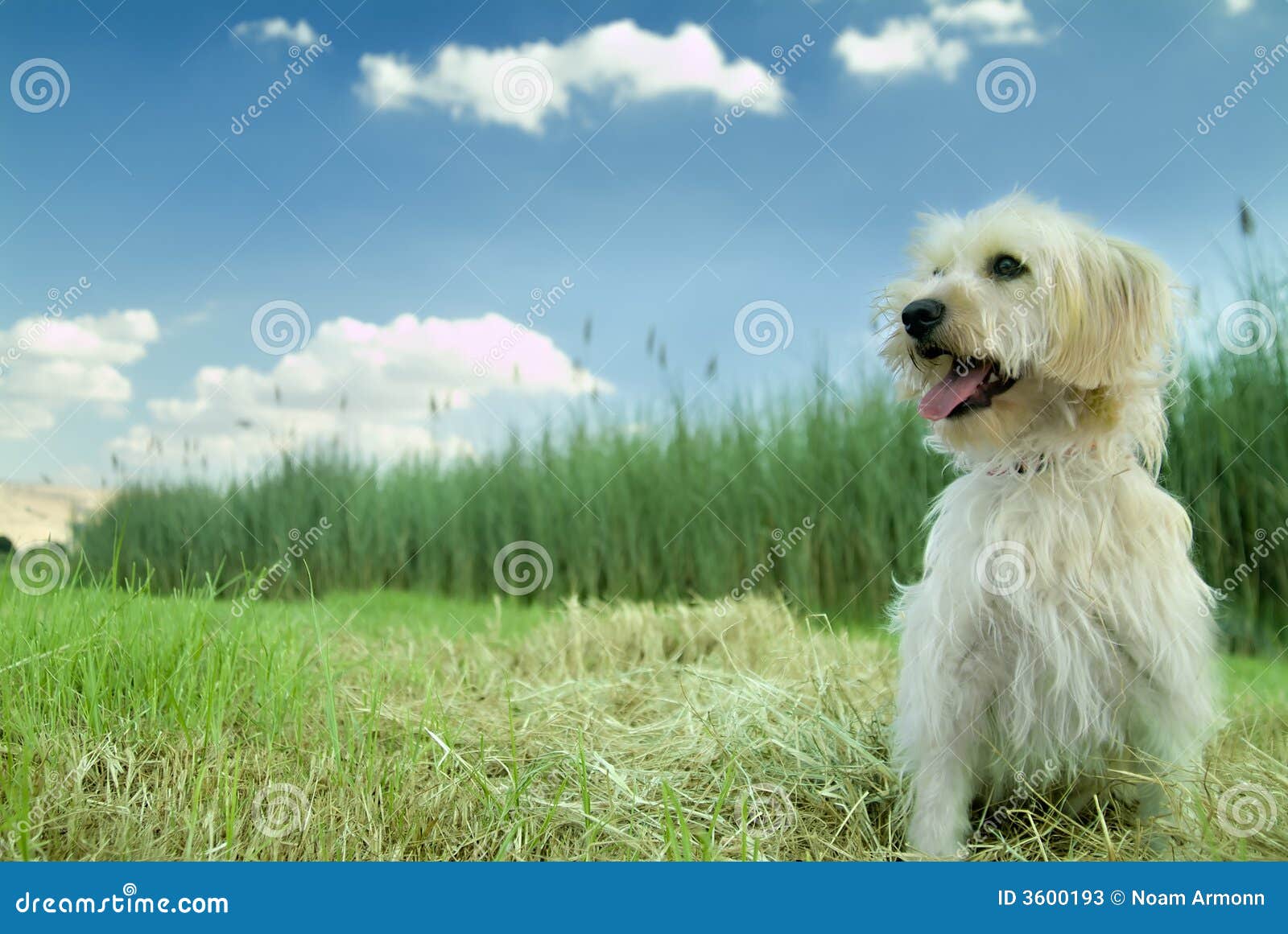 Dog in the grass stock image. Image of domestic, companion 3600193