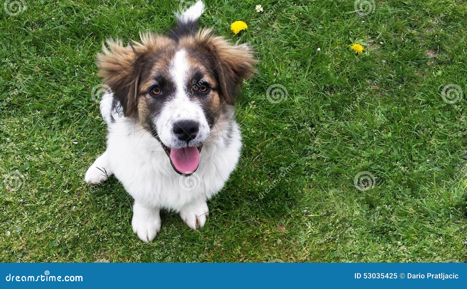 Dog On The Grass Stock Image Image Of Tornjak Breed 53035425