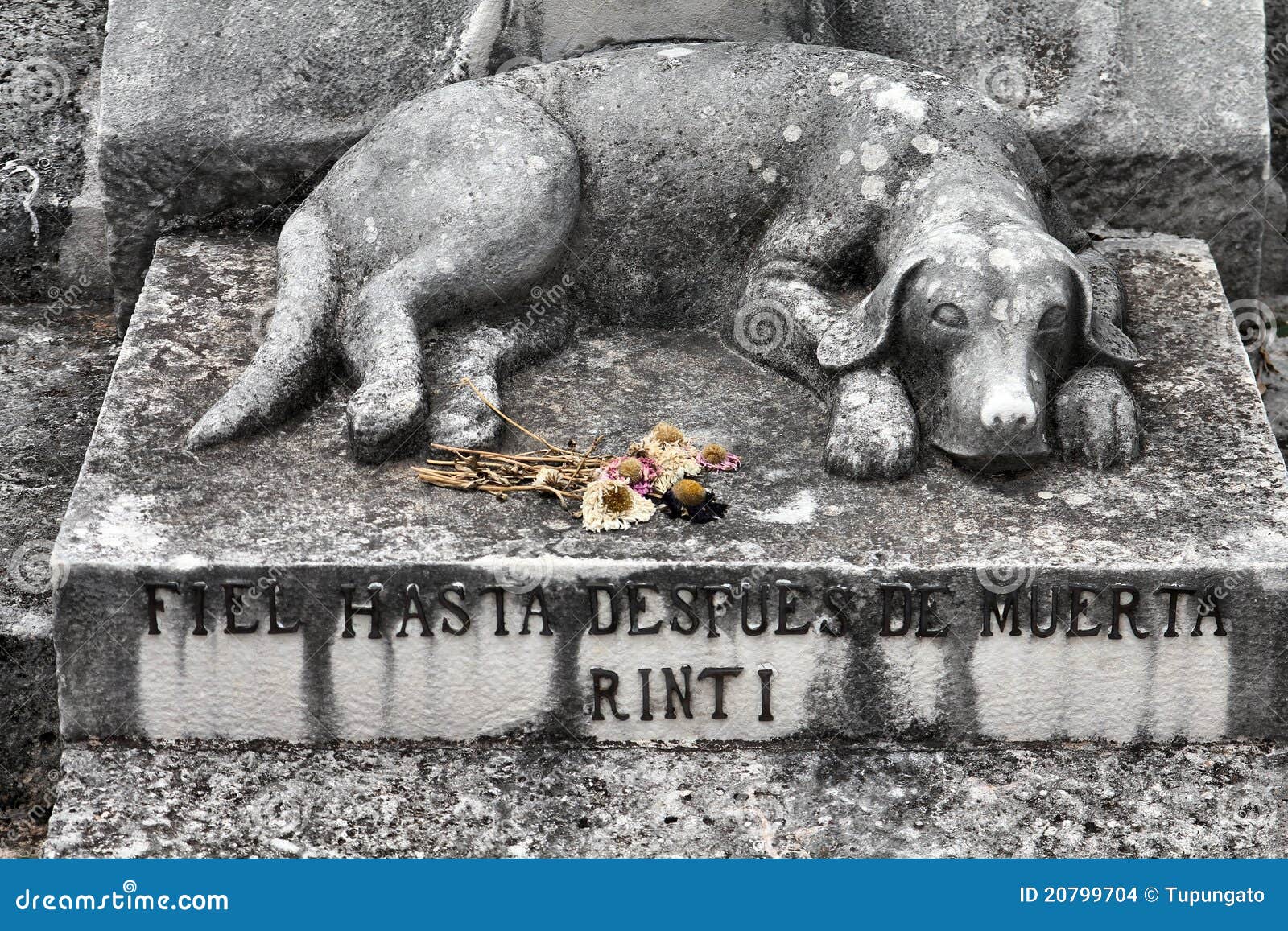 Dog grave stock photo. Image of necropolis, vintage, havana 20799704