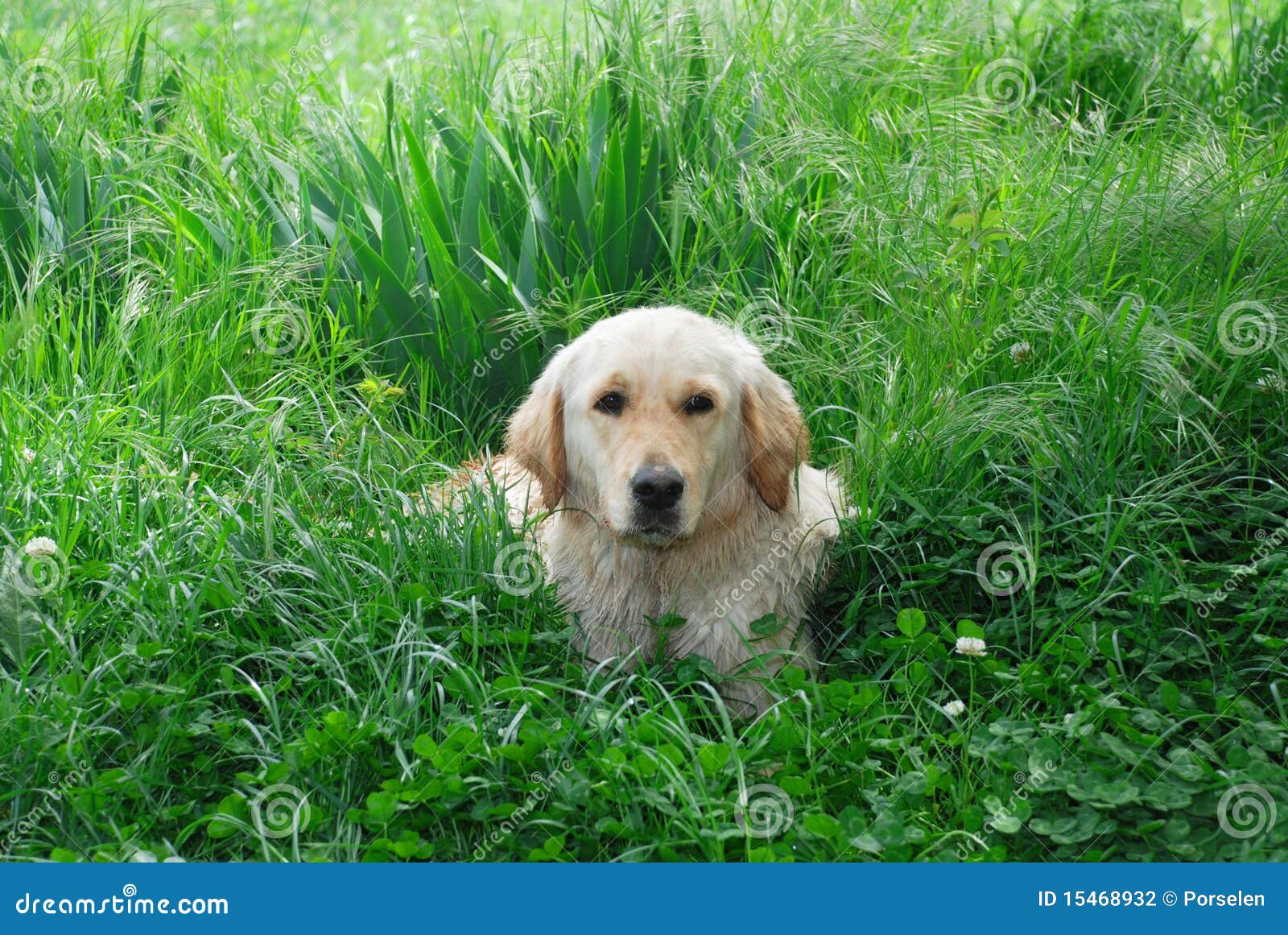 Dog and green grass stock photo. Image of cute, putting 15468932