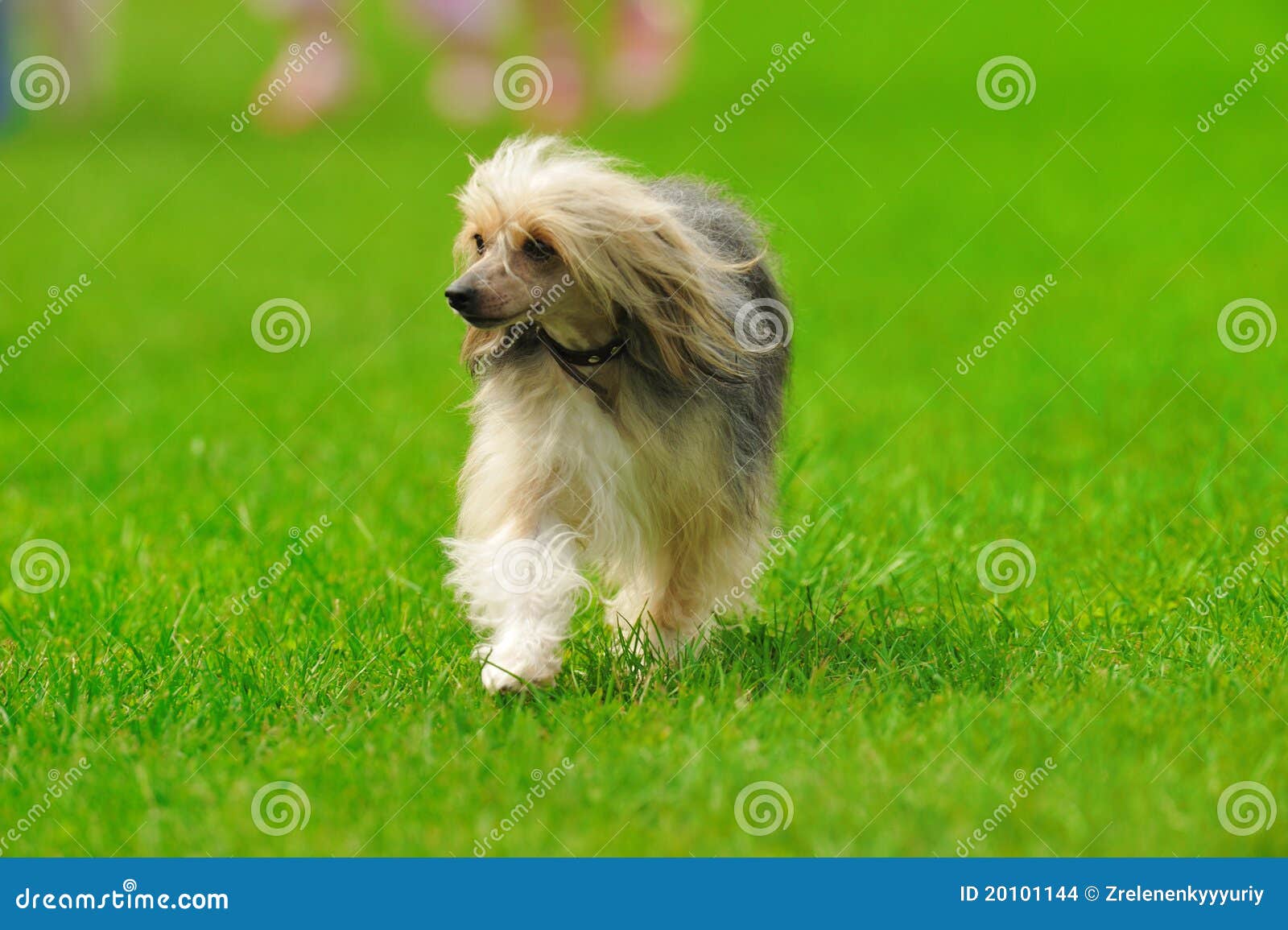 Dog on the green grass stock photo. Image of cute, body 20101144
