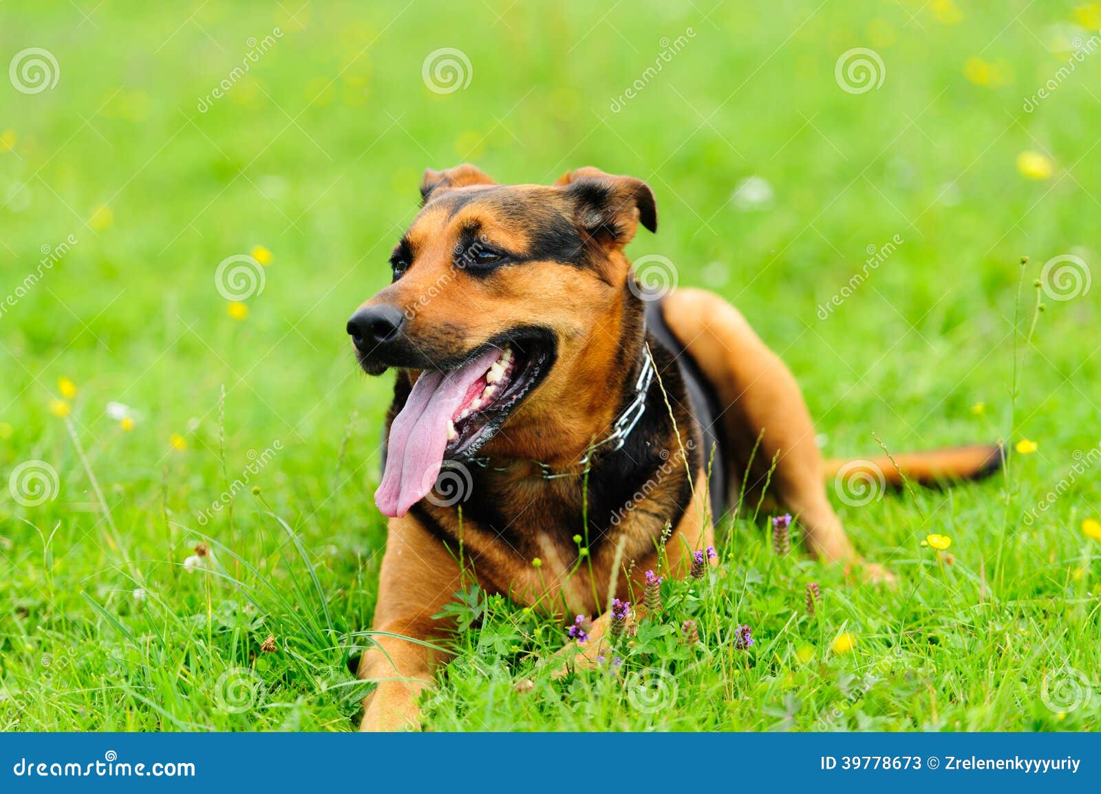Dog on the green grass stock image. Image of park, animal 39778673