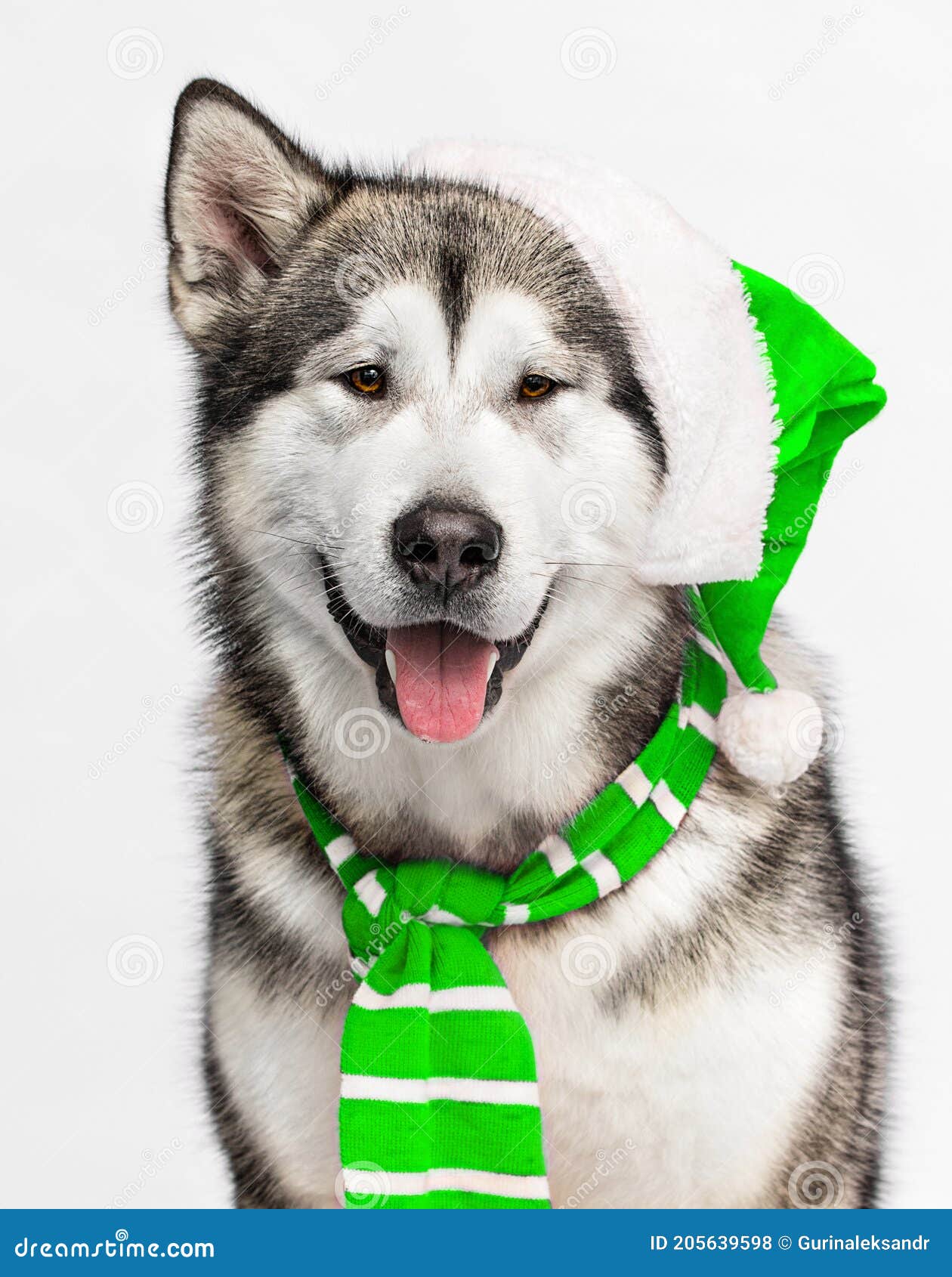 Dog in Green Hat and Blue Scarf Stock Photo Image of sitting, breed
