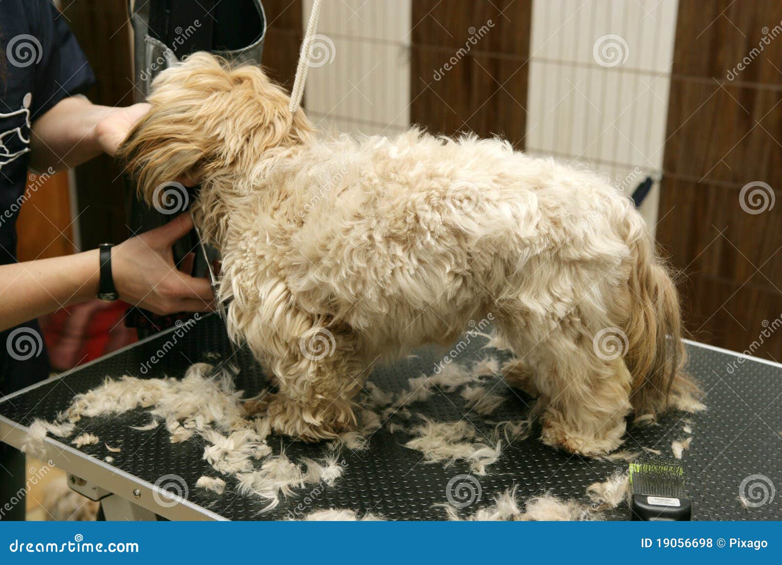 Dog grooming stock photo. Image of crafts, canine, scissors 19056698