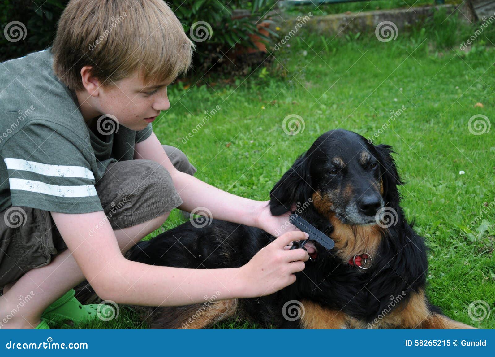 Dog grooming stock image. Image of friend, animal, dogs 58265215