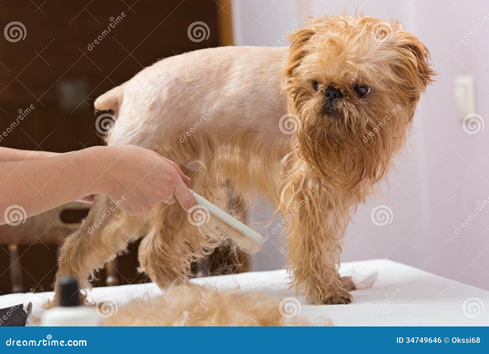 Dog grooming stock photo. Image of salon, occupation - 34749646