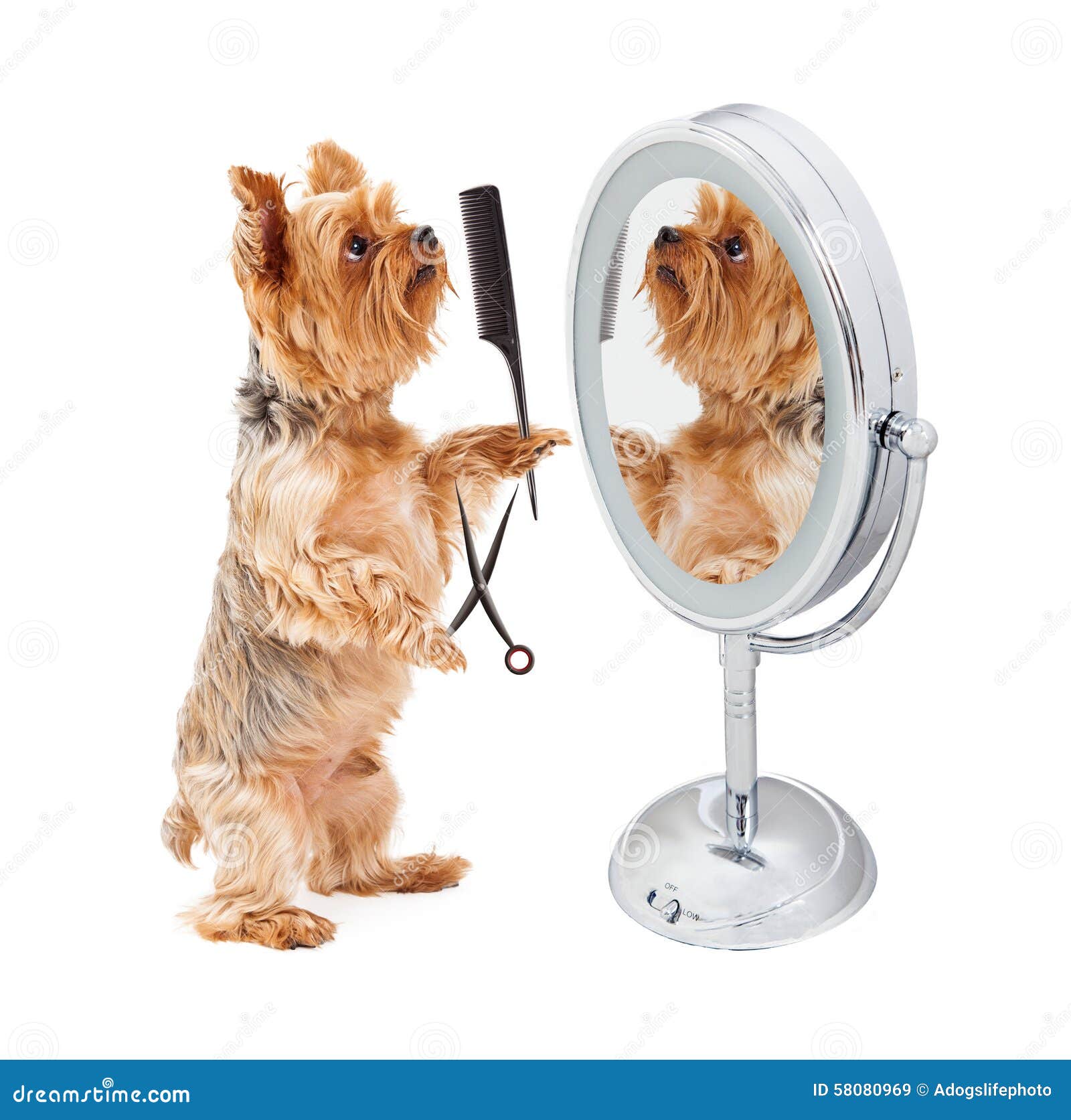 Dog Grooming Himself in Mirror Stock Image - Image of copy, domestic:  58080969