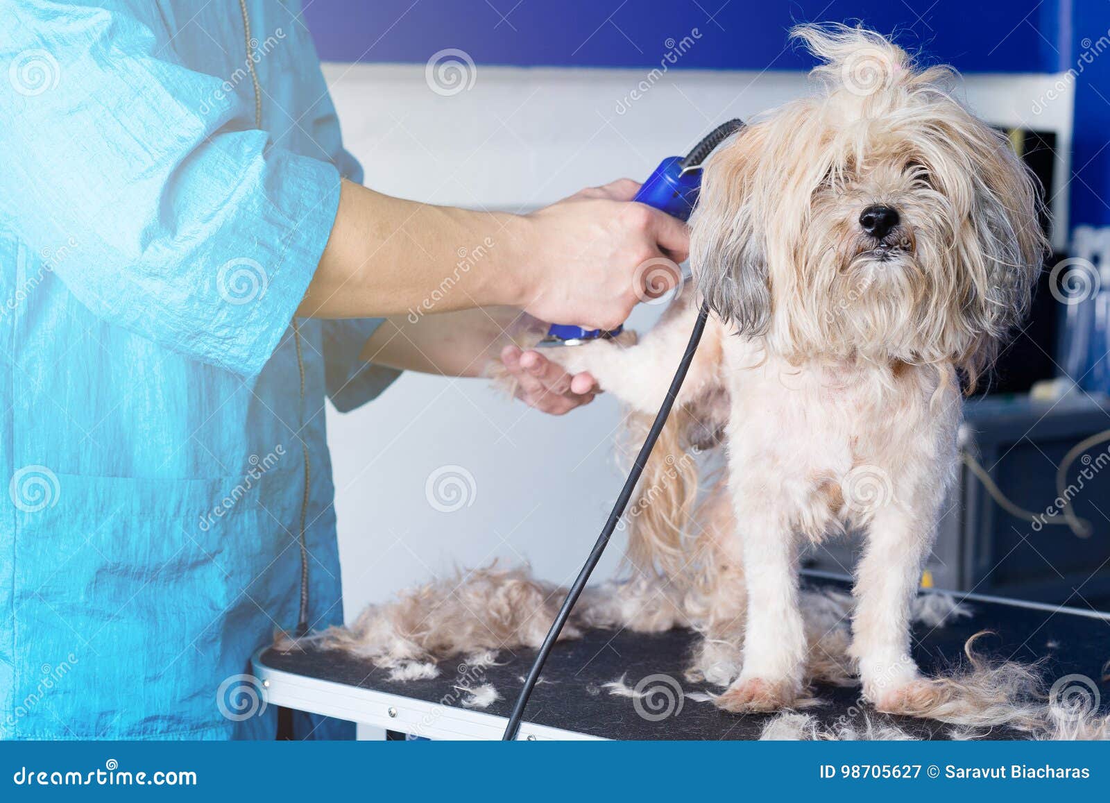 Dog Grooming. stock image. Image of cute, mammal, west 98705627