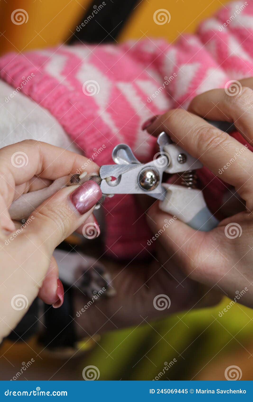 Dog Grooming Nail Clipping Closeup Stock Image Image of grooming