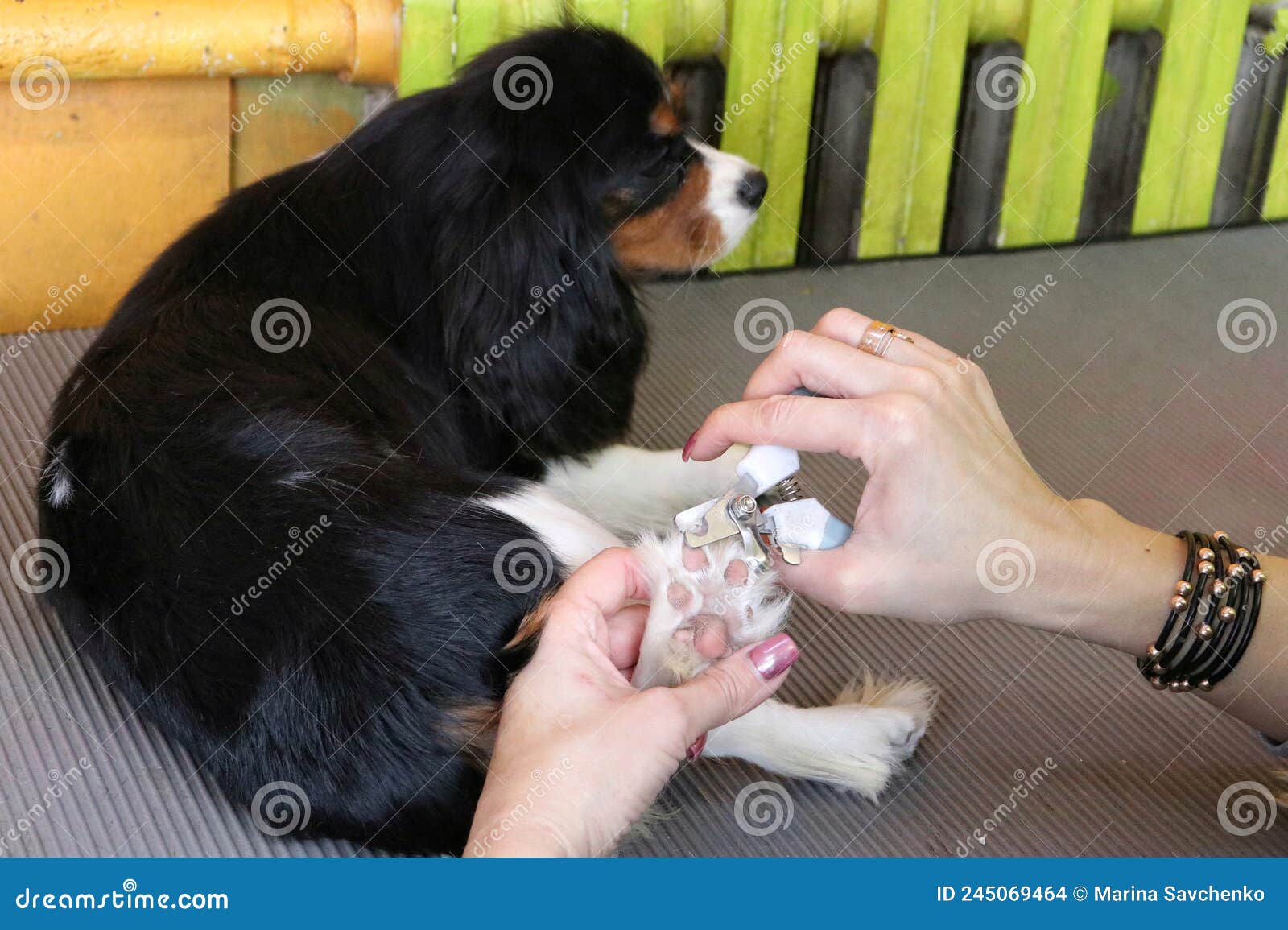 Dog Grooming Nail Clipping Closeup Stock Photo Image of whiskers