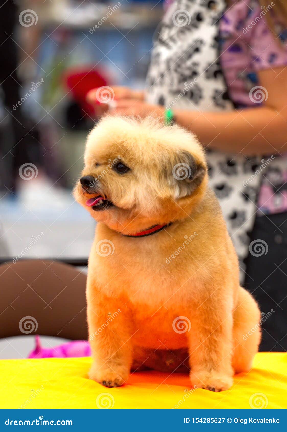 A dog on grooming table stock image. Image of breed 154285627