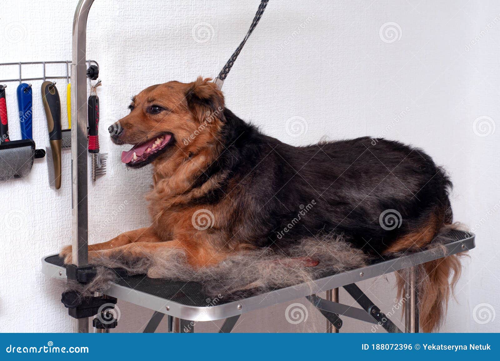 dog grooming table leash