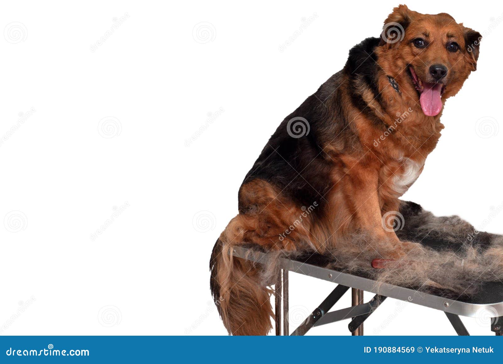 Dog on a Grooming Table Getting a Hair Cut Stock Image Image of care