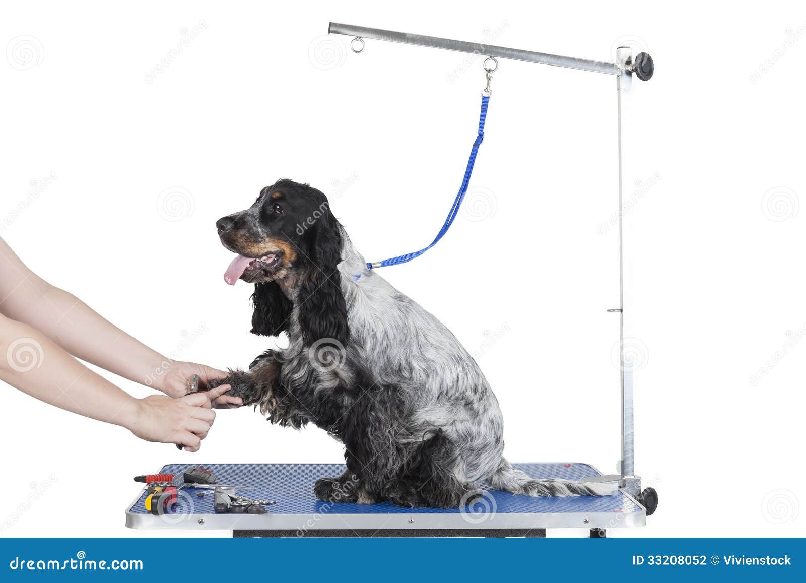 Dog grooming table stock photo. Image of animal, furry 33208052