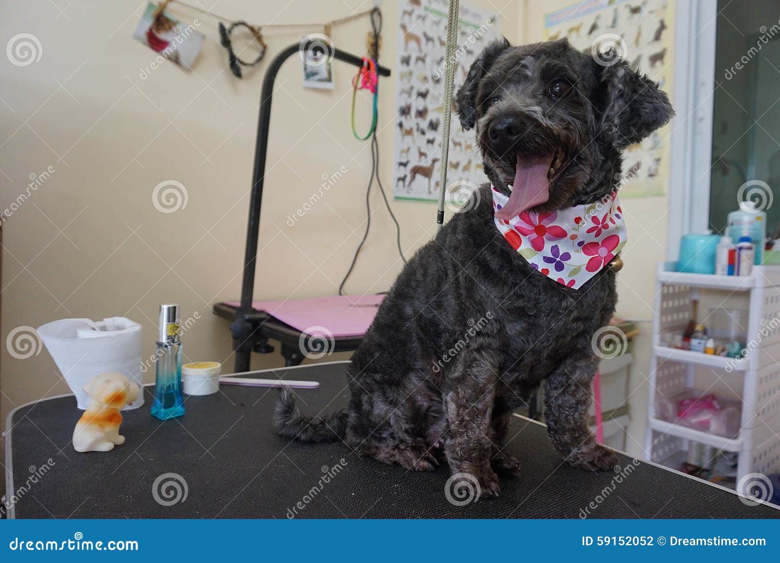 Dog grooming stock photo. Image of fish, gaeng, thai - 59152052