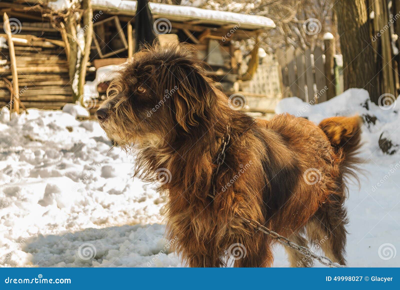 Dog guarding his yard stock image. Image of adorable 49998027