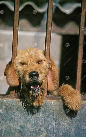 Dog Guarding House Stock Photo Image Of Aggression 197575240