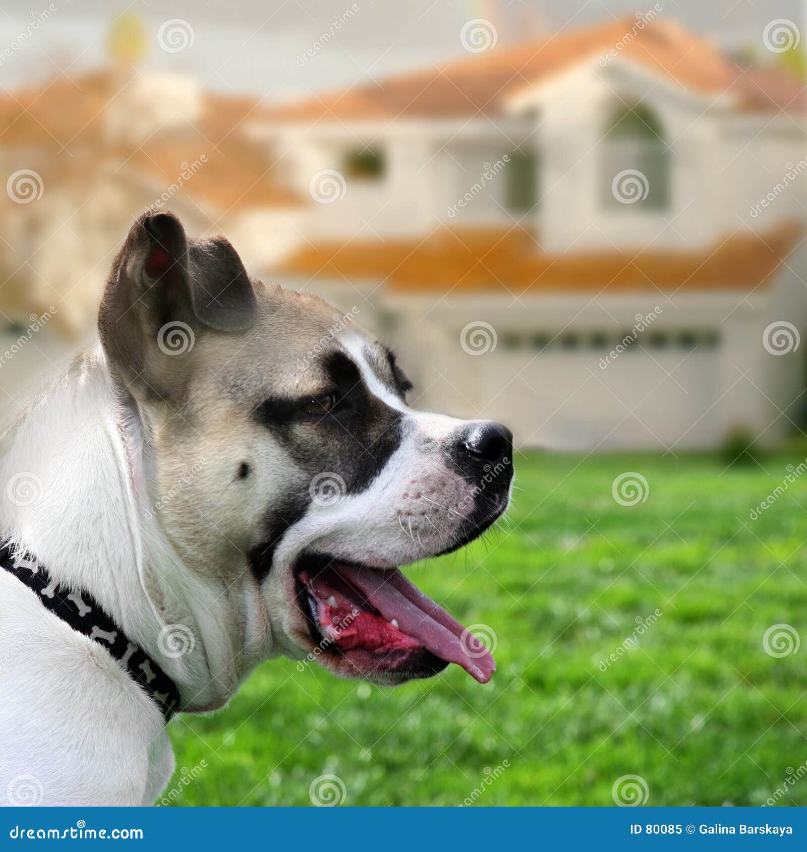 Dog Guarding The House Stock Image Image Of Color Lawn 80085 dog-guarding-the-house-stock-image-image-of-color-lawn-80085