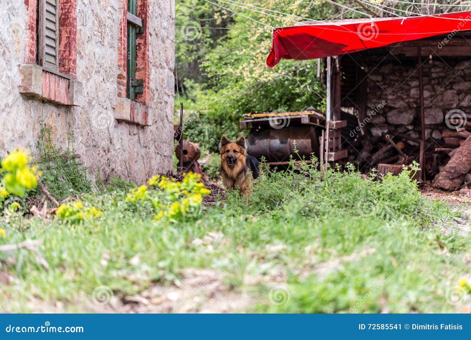 Dog guarding an old house stock image. Image of feature 72585541