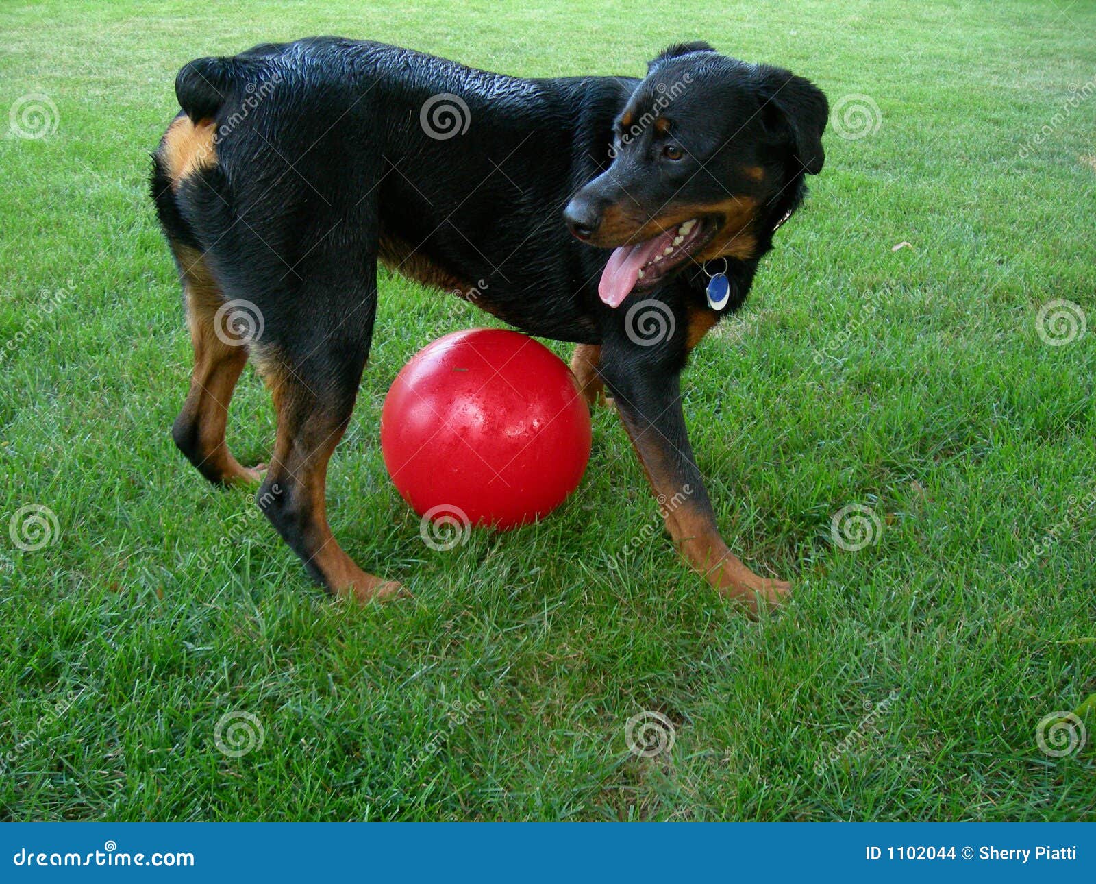 dog guarding over big ball