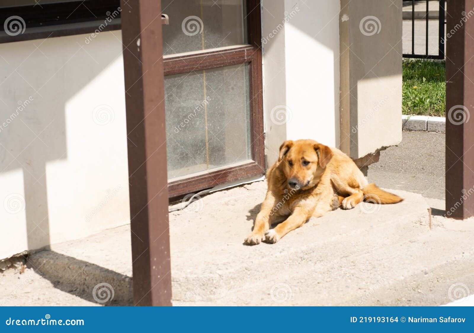The Dog is Guarding the Yard Stock Photo Image of nose, black 219193164