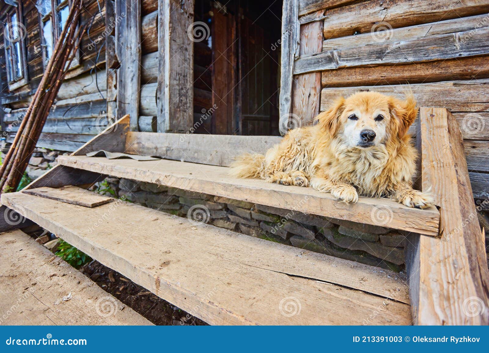 Dog guards a house stock image. Image of village, summer 213391003
