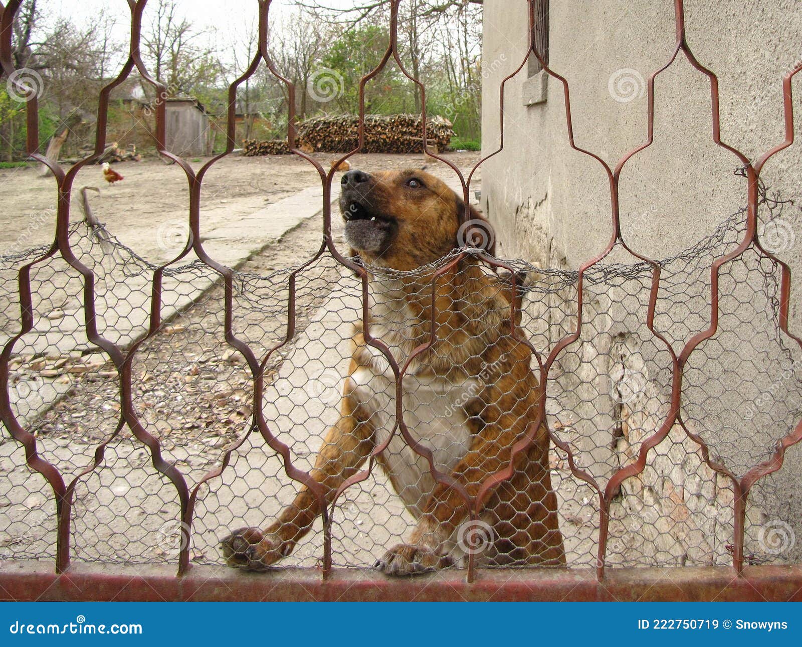 Dog Guards the House in the Yard Behind the Fence Stock Image Image of face, beautiful 222750719