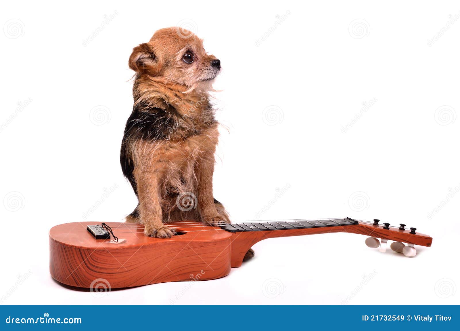 Dog With Guitar Royalty Free Stock Images Image 21732549