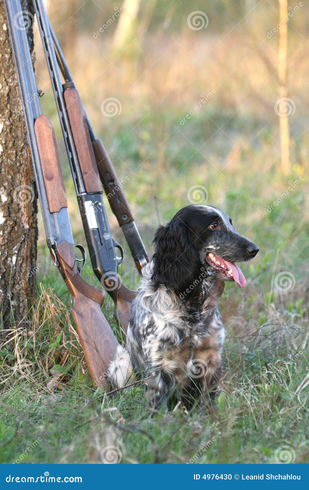 Dog with guns stock photo. Image of shotgun, retriever 4976430