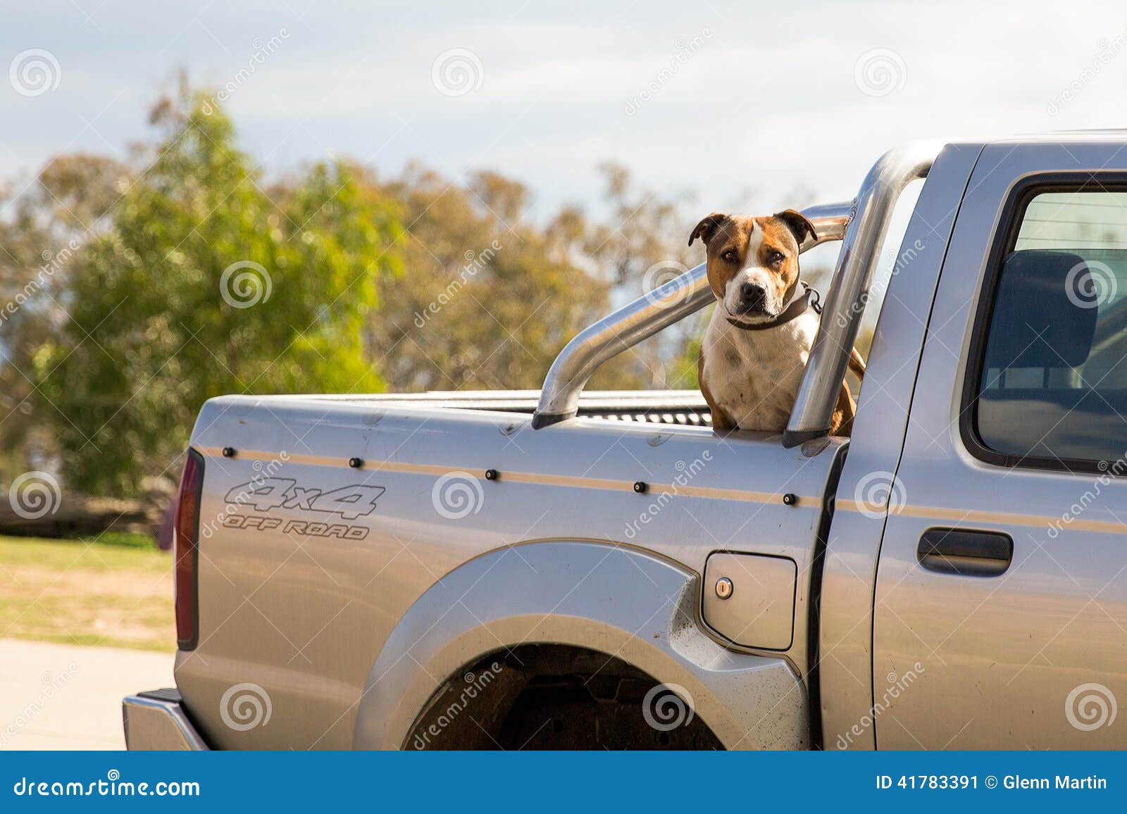 dog guarding a truck