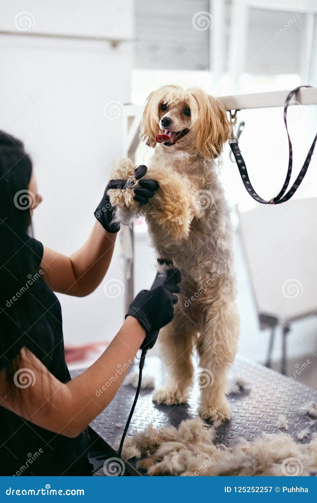 dog salon