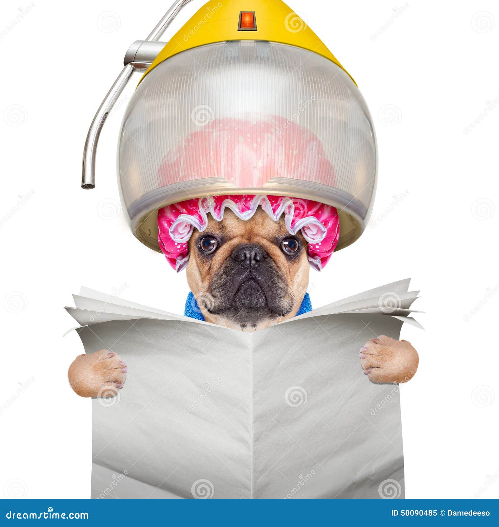 Dog At The Hairdressers Or Groomer Stock Image Image Of Book