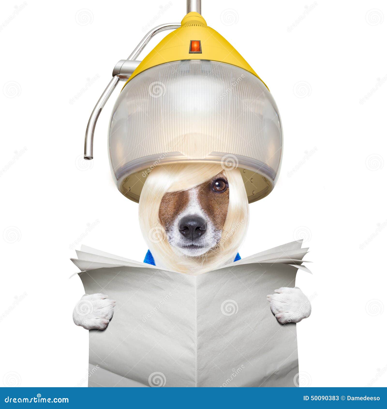 Dog At The Hairdressers Stock Image Image Of Fashion 50090383