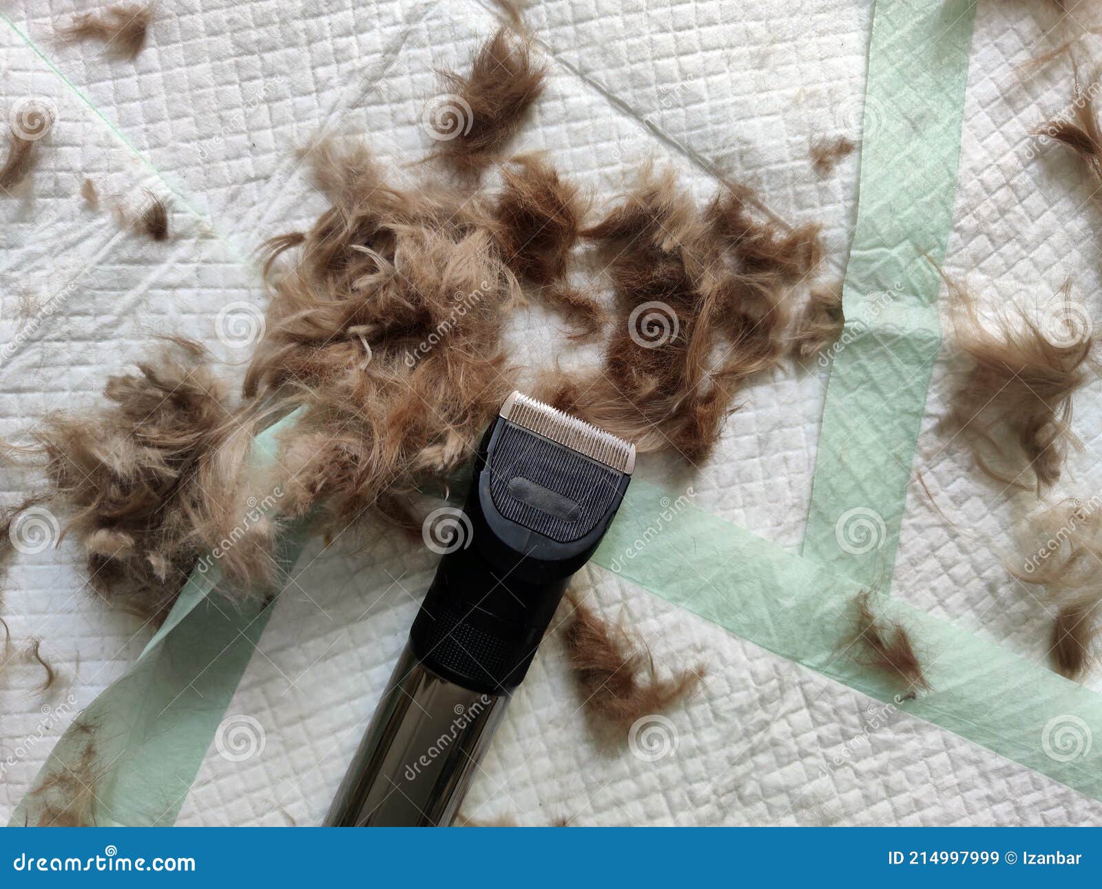 Dog hairs after shearing stock image. Image of hand 214997999