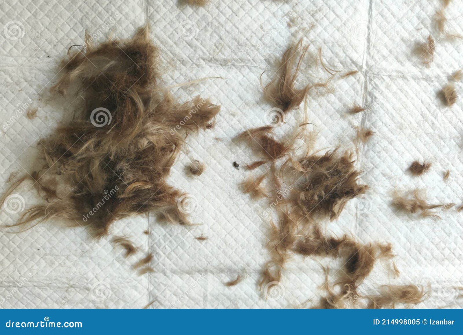 Dog hairs after shearing stock image. Image of alone 214998005