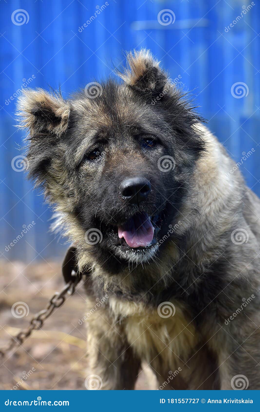 Dog Half Breed Caucasian Shepherd Dog I Stock Image Image Of Beautiful Aggressive 181557727