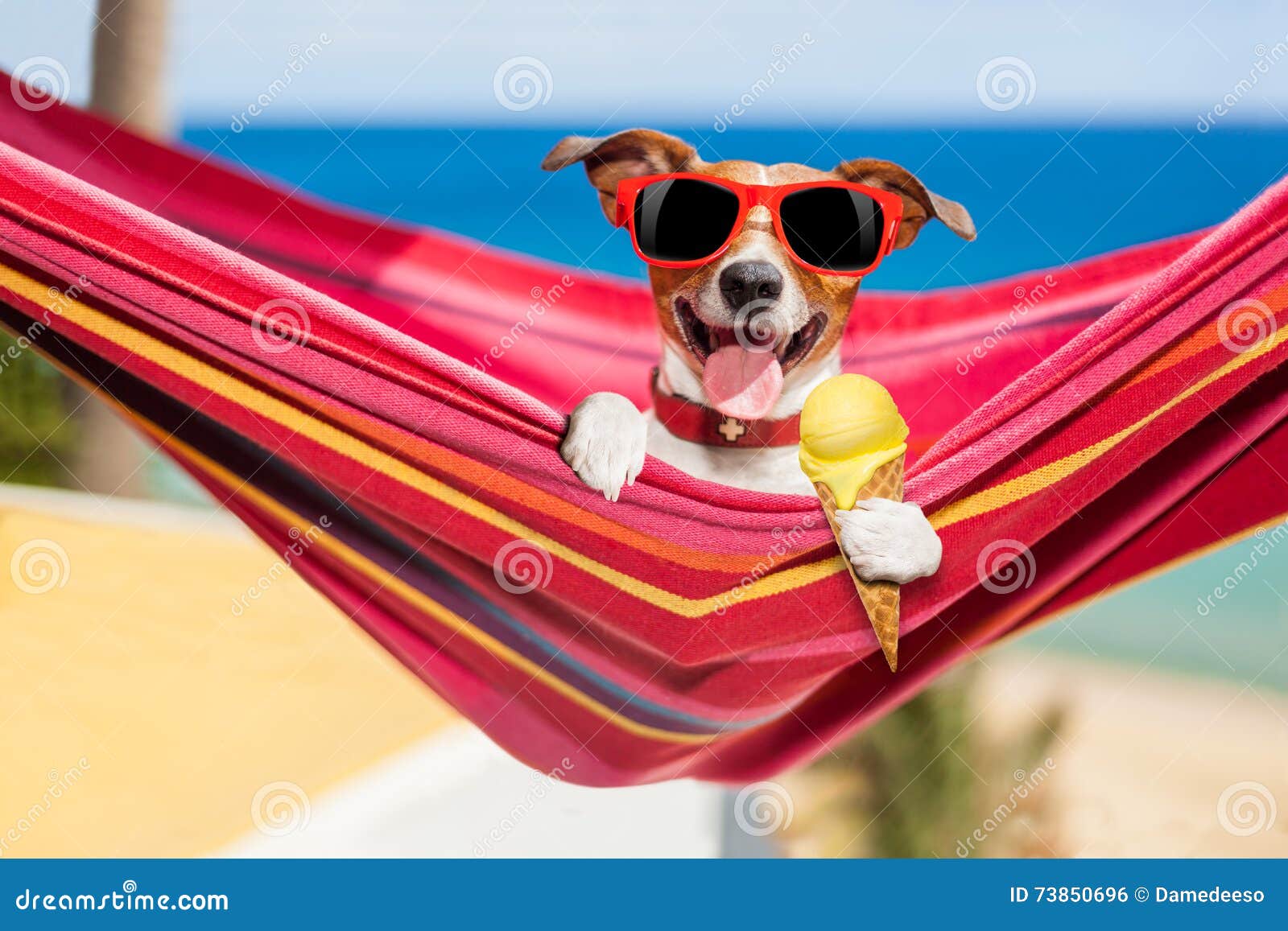 dog on hammock in summer with ice cream
