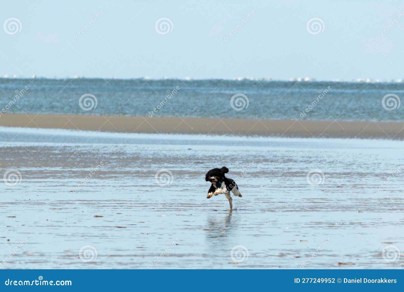 Dog Happily Hops on the Beach Stock Photo Image of action, hops