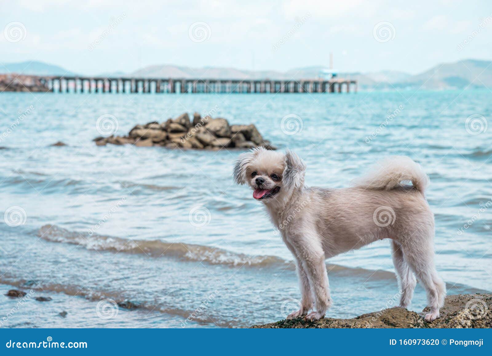 Dog Happy Fun On Rocky Beach When Travel At Sea Stock