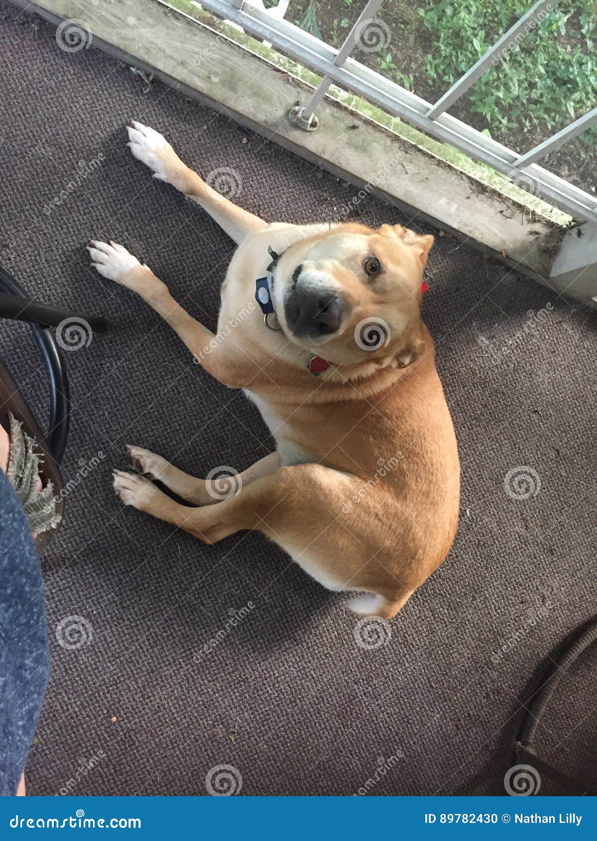 Dog stock photo. Image of mutt, yellow, sitting, happy 89782430