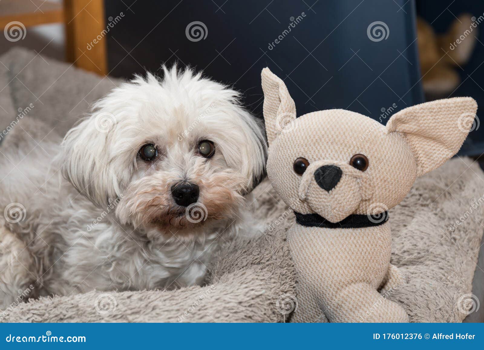 stuffed havanese dog