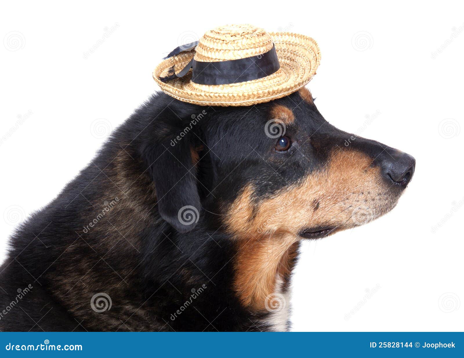 Dog with hat stock photo. Image of pedigree, beast, canine 25828144
